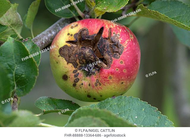 Necrotic spotting and cracking caused apple scab, Venturia inaequalis, on a ripe apple on the tree, Berkshire, August