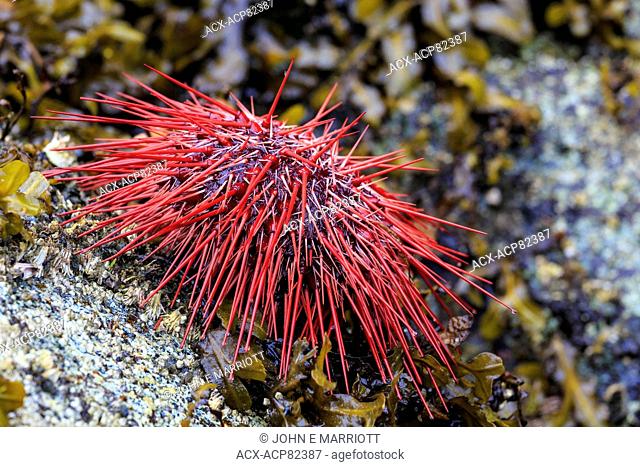 Red sea urchin, Queen Charlotte Islands, BC, Canada
