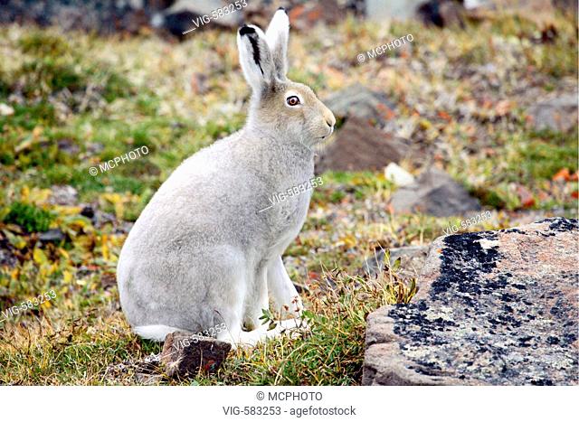 Schneehase - arctic hare - Holman, Northwest Territory, Kanada, 26/08/2006