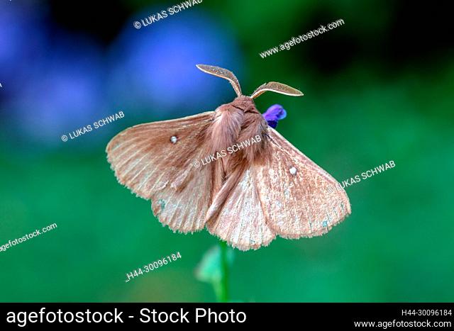 Nature, Insect, Moth, Switzerland, Lasiocampa trifolii, grass eggar