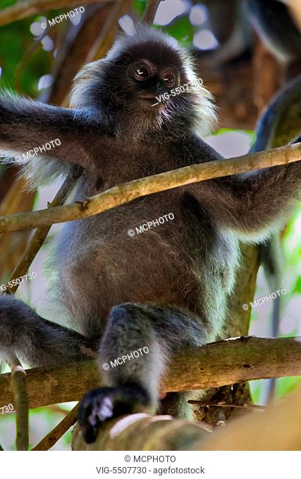 A SILVER BACKED LEAF MONKEY or SILVERY LUTUNG in BAKO NATIONAL PARK which is located in SARAWAK - BORNEO, MALAYSIA - USA, 10/04/2014