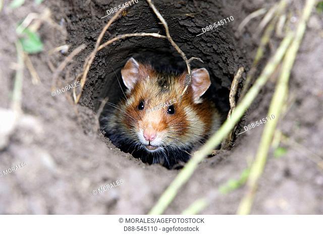 Black-bellied Hamster (Cricetus cricetus). Office National de la Chasse et de la Faune Sauvage ( ONCFS). Elsenheim. Bas-Rhin. Alsace. France
