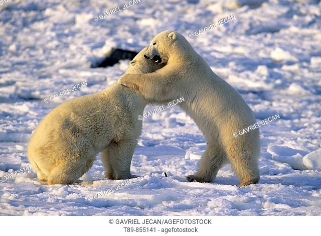 Polar Bear  Ursus Maritimus