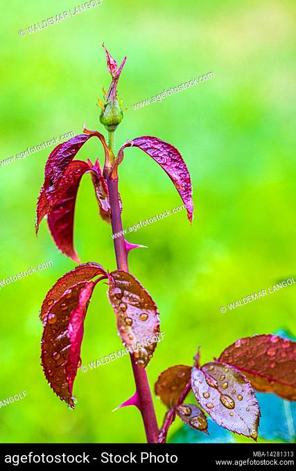 Rose petals with morning dew, close up, rose bud