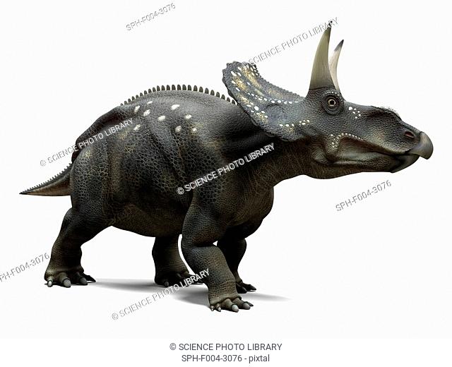 Nedoceratops dinosaur, computer artwork. This dinosaur, formerly known as Diceratops, lived 70 million years ago during the Cretaceous period