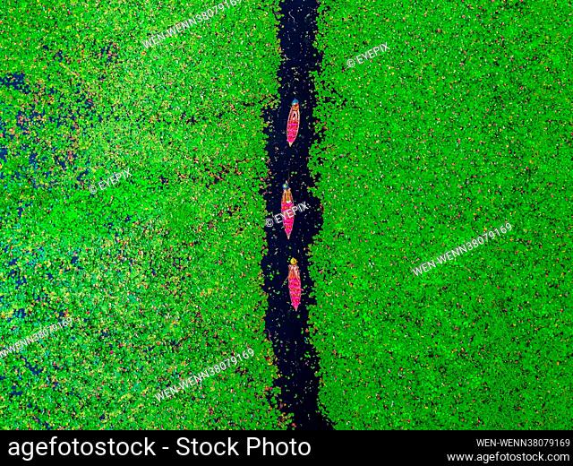 BARISHAL, BANGLADESH - AUGUST 17: Aerial view of farmers collecting water lilies in Satla Union in Barishal, Bangladesh. Where: Barishal, Barishal