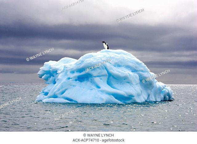 Adelie penguin(s) (Pygoscelis adeliae), Orne Islands, Antarctic Peninsula