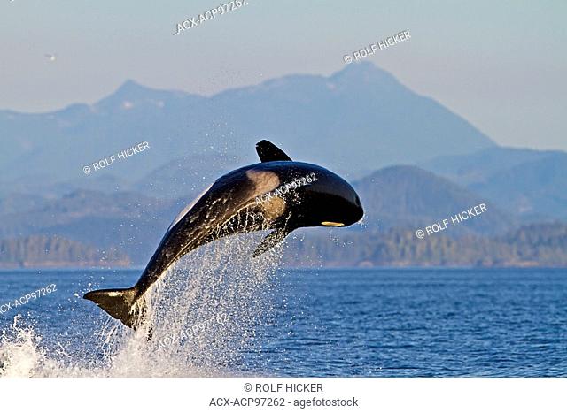 Transient killer whales (orca, Orcinus orca, T30's & T137's) after killing a sea lion off Malcolm Island near Donegal Head, British Columbia, Canada