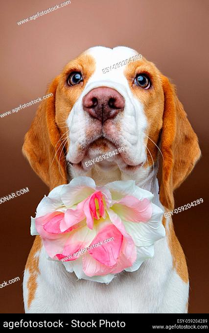 beautiful beagle dog girl with flower on brown background. studio shot. copy space