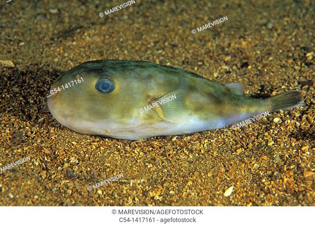 Blunthead Puffer, Balloonfish (Sphoeroides pachygaster), Eastern Atlantic, Galicia, Spain