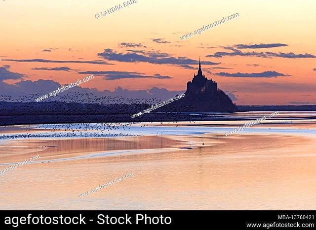 Le Mont-Saint-Michel, brent geese soaring over the water, evening light, France, Normandy, Department Manche