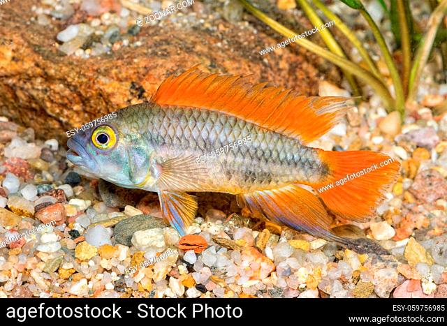 Cichlid fish Apistogramma cacatuoides in a aquarium