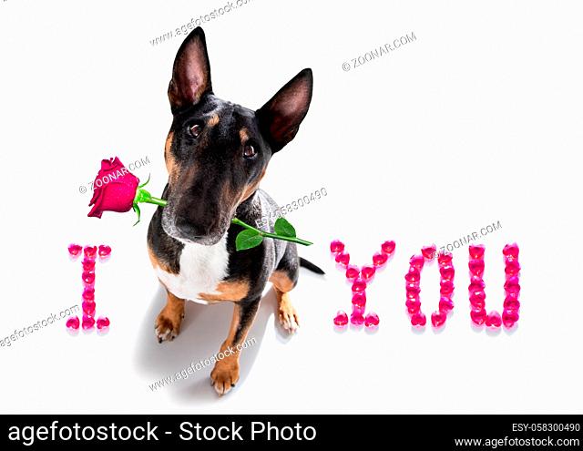 Miniature Bull Terrier dog on valentines love heart shape with I love you sign as background isolated on white