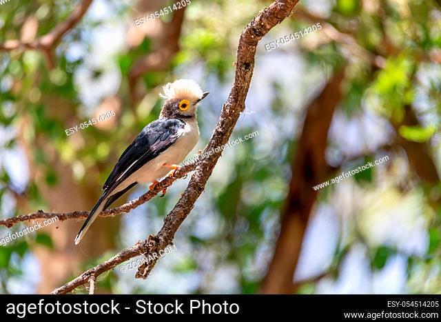 beautiful bird White-Crested Helmetshrike, Prionops plumatas, perched on a branch. Black and white body with gray head and yellow circle around the eye
