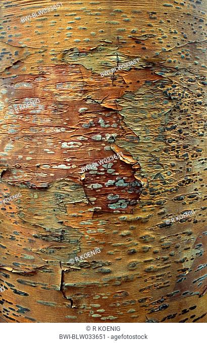 birch Betula albo-sinensis var. septentrionalis, bark
