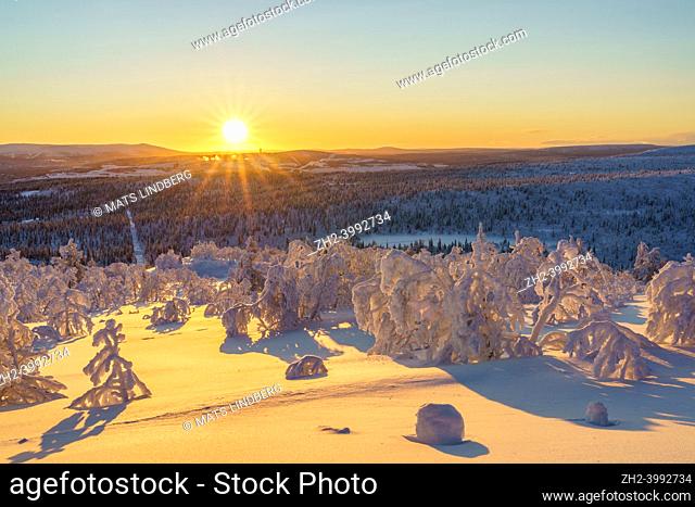 Winter landscape at sundown with snowy trees, colorull sky and direct light, Gällivare county, Swedish Lapland, Sweden