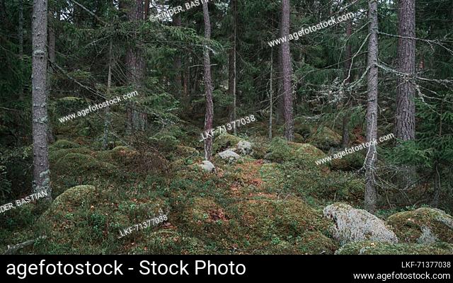 Forest with moss covered ground in Tyresta National Park in Sweden