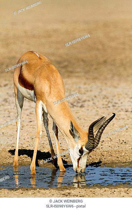 Springbok drinking water