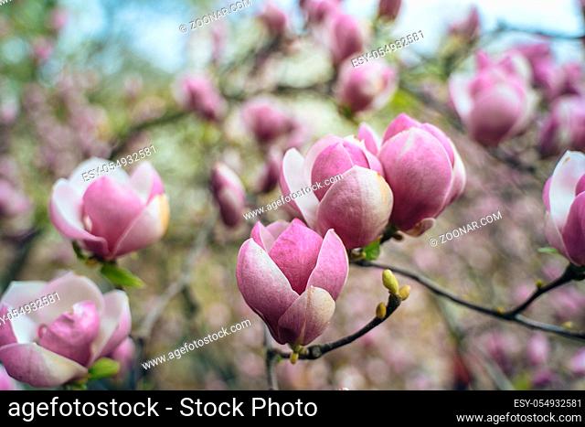 flowers of pink magnolia, pink magnolia, Magnolia tree blossom, magnolia bud