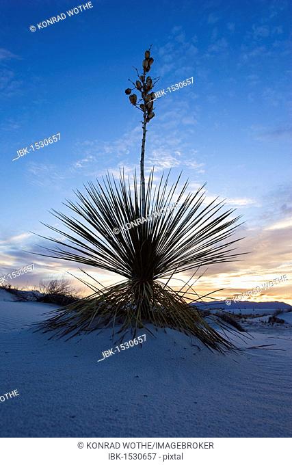 Soaptree Yucca (Yucca elata), red sunset, White Sands National Monument, New Mexico, USA, North America