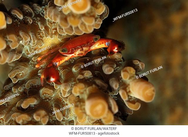 Coral Crab, Trapezia spec., Alor, Lesser Sunda Islands, Indo-Pacific, Indonesia