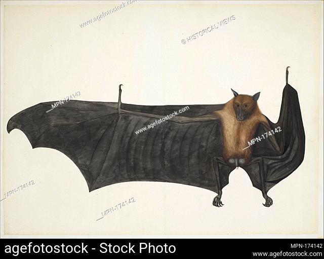 Great Indian Fruit Bat. Artist: Painting attributed to Bhawani Das or a follower; Object Name: Illustrated single work; Date: ca