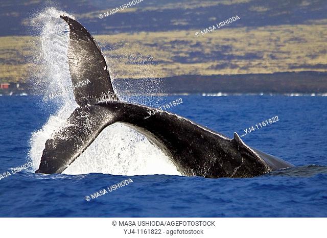 humpback whale, Megaptera novaeangliae, displaying a powerful peduncle throw, Hawaii, USA, Pacific Ocean