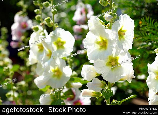 Blossoming white hollyhocks, Germany, Europe