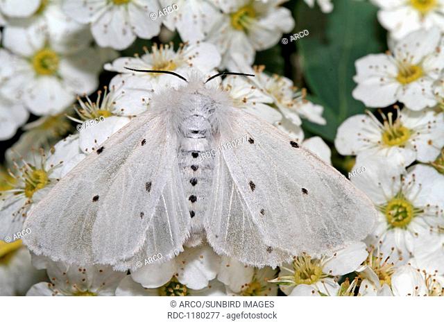 muslin moth