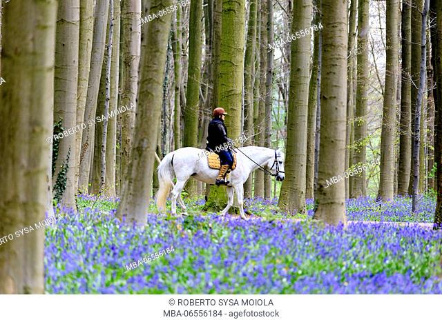 Horse riding between trunks of the Sequoia trees and purple bluebells in bloom in the Hallerbos forest Halle Belgium Europe