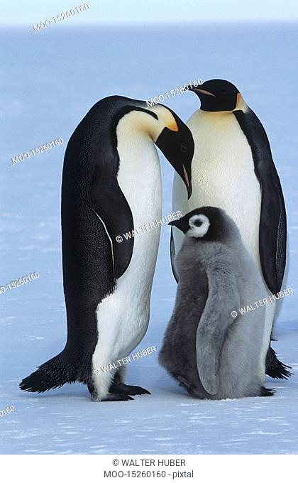 Antarctica Weddel Sea Atka Bay Emperor Penguin Family