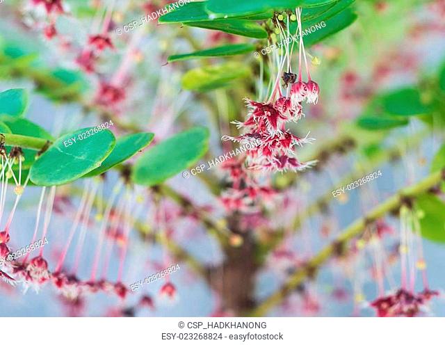 Tropical leaf-flower or Phyllanthus pulcher Wall