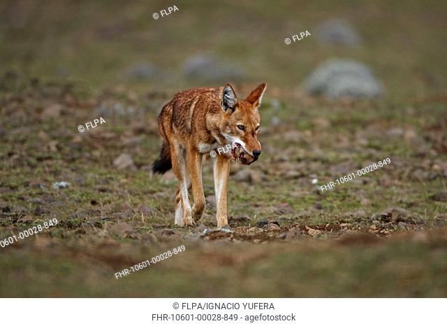 Ethiopian Wolf Canis simensis adult, feeding, carrying Giant Mole-rat Tachyoryctes macrocephalus prey in mouth, Bale Mountains, Oromia, Ethiopia