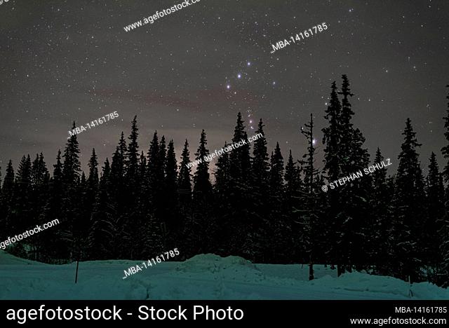 starry sky, siberian spruce trees, coniferous forest, light northern lights, raattama, lapland, finland
