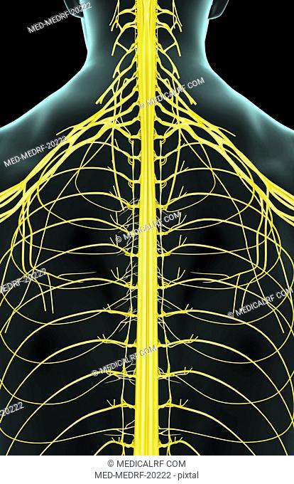 The nerves of the lower back