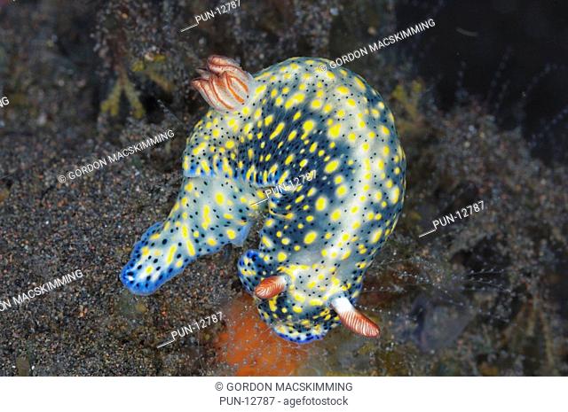 This distinctly coloured nudibranch Hypselodoris infucata is widely distributed across the Indo-Pacific region including tropical and warm temperate seas It has...