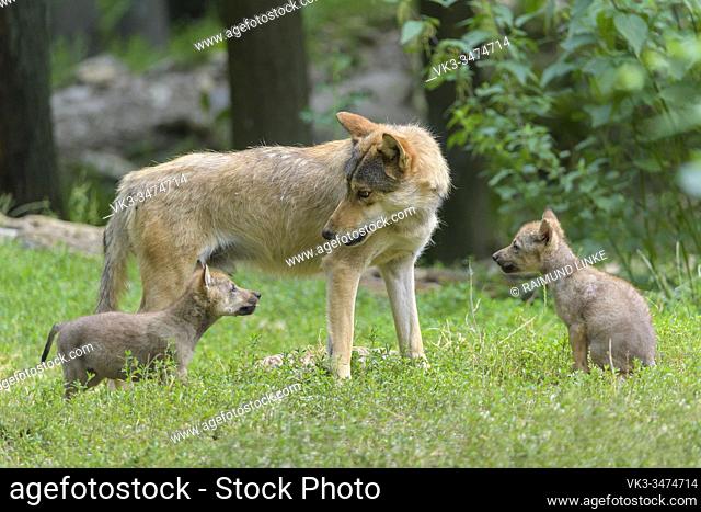Wolf, Canis lupus, adult with cubs