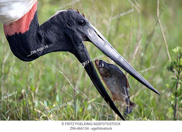 Jabiru stork (Jabiru mycteria) and Piranha. Pantanal, the world largest wetland, Brazil, South America