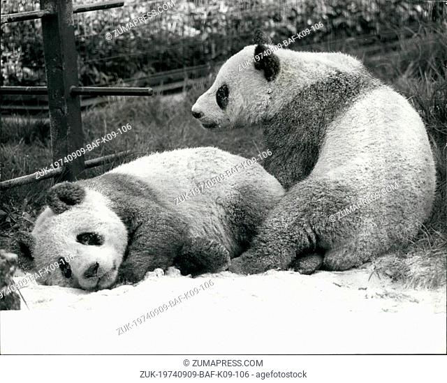 Sep. 09, 1974 - Giant Pandas Ching-Ching and Chia-Chia at the London Zoo: The Giant Pandas, Ching-Ching (female) Chia-Chia (male)
