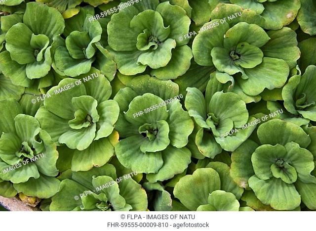 Water Lettuce Pistia stratiotes close-up of leaves, on pond, Palawan Island, Philippines, may