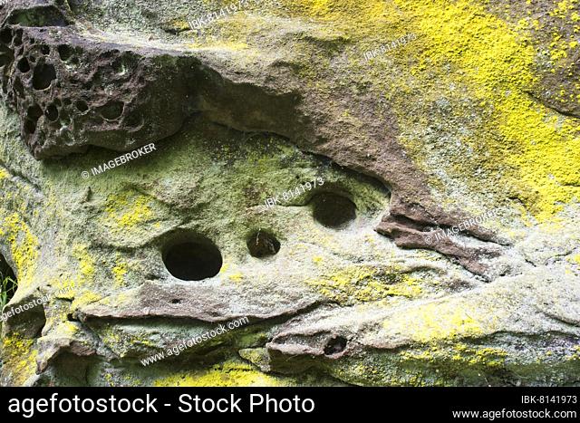 Sulphur lichen (Psilolechia lucida) on rock, Elbe Sandstone Mountains, Saxony, Germany, Europe