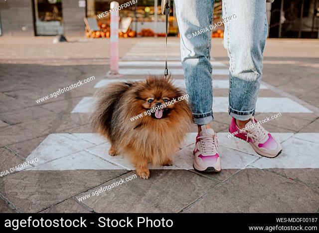 Dog with woman crossing crosswalk on street