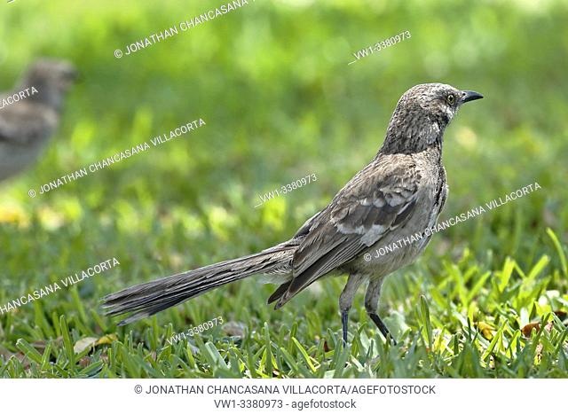 Long-tailed mockingbird (Mimus longicaudatus), portrait of an animal perched on the lawn looking for food. lima - Perú