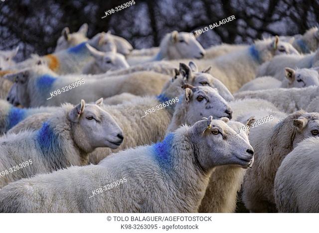 flock of sheep, Skinidin, Loch Erghallan, Isle of Skye, Highlands, Scotland, United Kingdom
