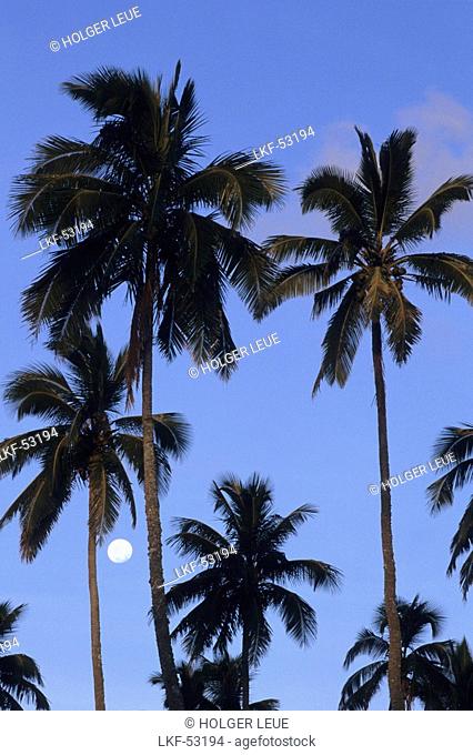 Coconut Trees and Full Moon, Rarotonga, Cook Islands