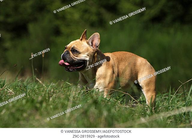 Dog French Bulldog adult running
