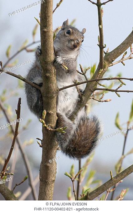 Eastern Grey Squirrel Sciurus carolinensis adult, climbing tree in carpark, Fulwood, Preston, Lancashire, England, spring