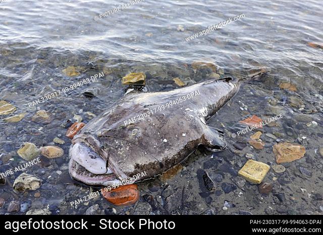 17 March 2023, Schleswig-Holstein, Kiel: A dead anglerfish lies on the shore of Kiel's naval port. The anglerfish normally lives in the northeastern Atlantic...