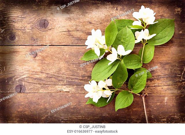 Blooming Jasmine wicker, wood background