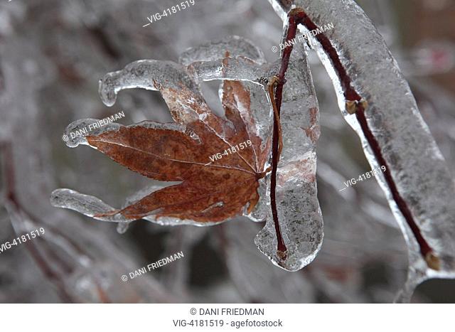 Japanese Maple tree encased in heavy ice after a catastrophic ice storm in Toronto, Ontario, Canada. Toronto was hit by a massive ice storm that covered much of...